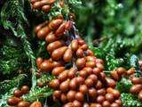 Leocarpus fragilis bildet auf feuchtem, bemoostem Totholz in dichten Gruppen glatte, stark glänzende, tropfen- bis birnenförmige Sporangien (ocker- bis kastanienbraun).